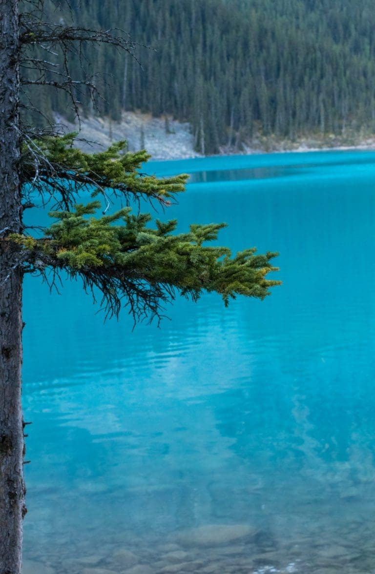 Banff – Moraine Lk Tree 2000h