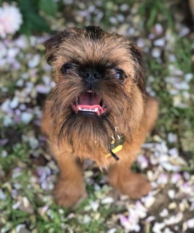 little doggie Chewbacca furball